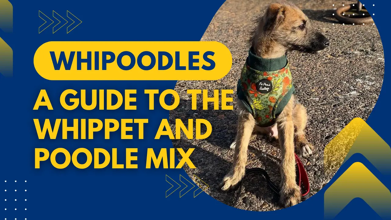 Whipoodles_ A Guide to the Whippet and Poodle Mix