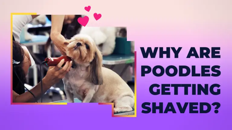 Why Are Poodles Getting Shaved