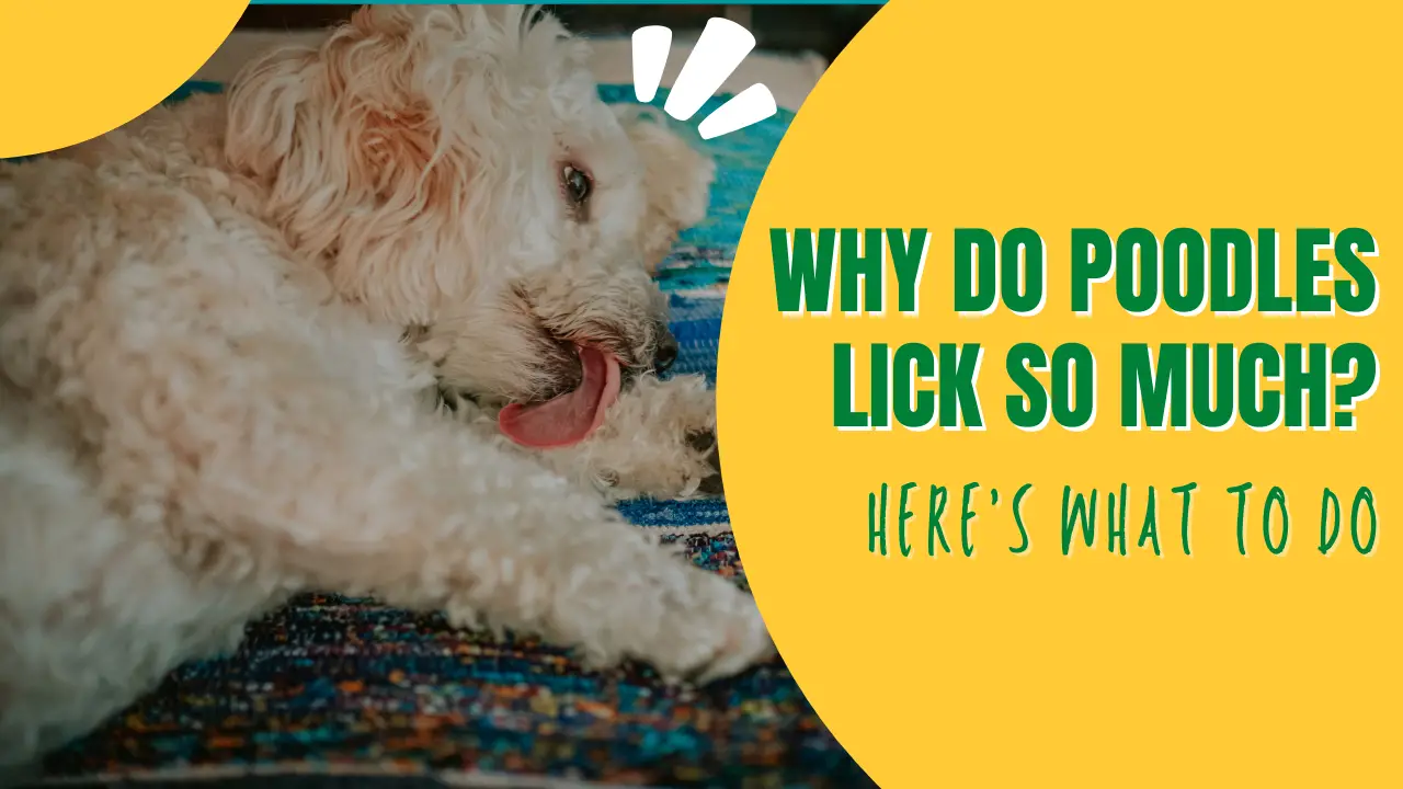 Why Do Poodles Lick So Much_ Here'S What To Do