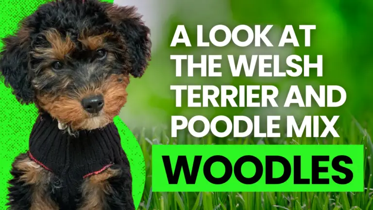 Woodles_ A Look At The Welsh Terrier And Poodle Mix Breed