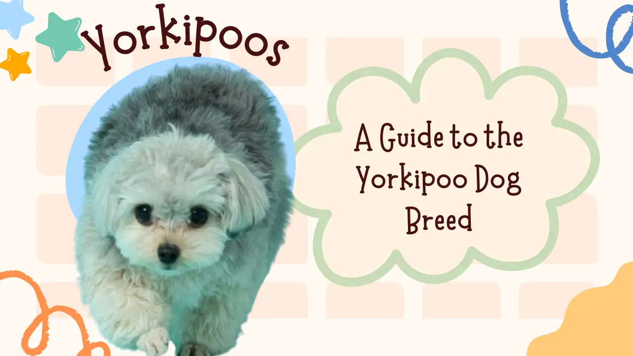 Yorkipoos_ A Guide To The Dog Breed