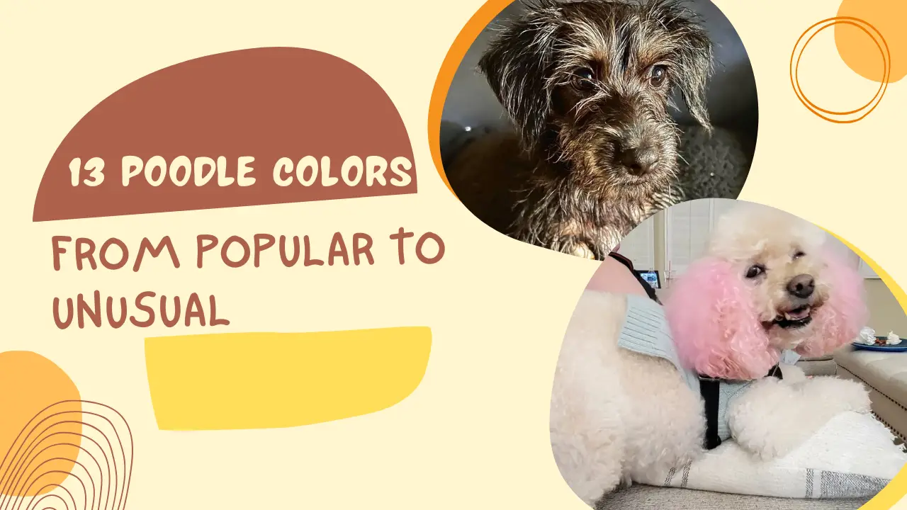 Poodle Colors
