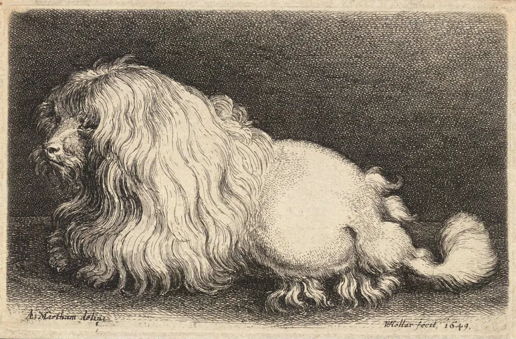 A Brief History Of Poodles