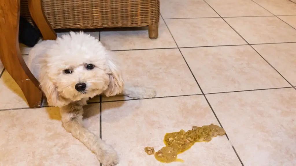 Poodle Vomiting