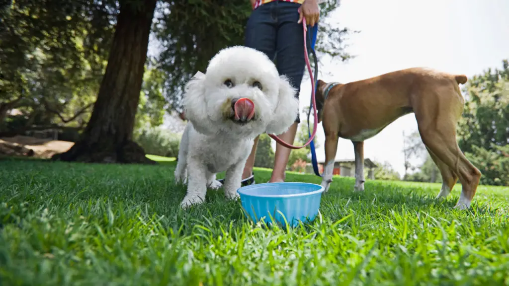 Poodle Drinking Water