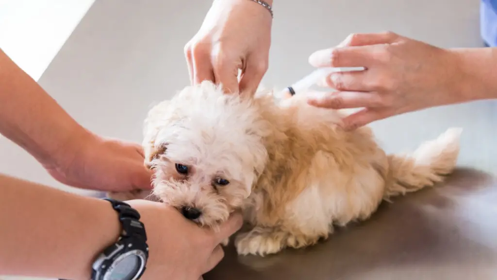 Poodle Puppy At The Vet