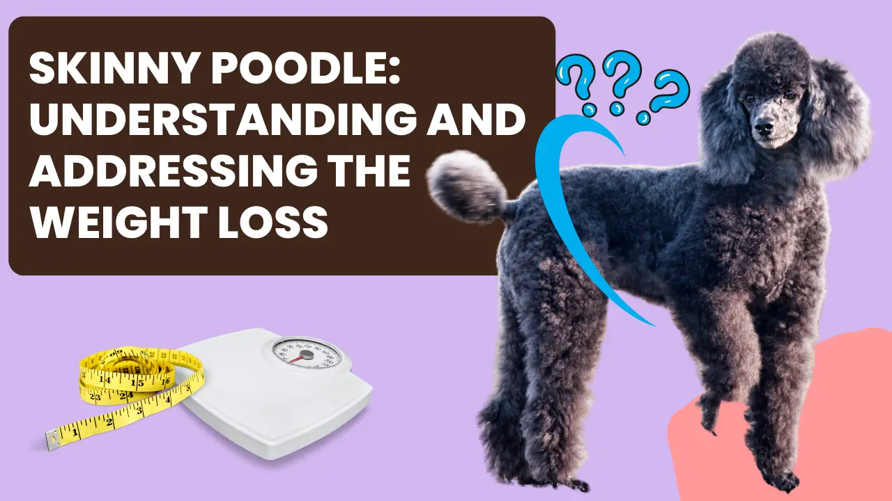 Skinny Poodle_ Understanding And Addressing The Weight Loss