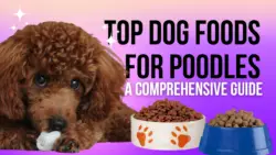 Top Dog Foods for Poodles: A Comprehensive Guide