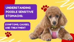 Understanding Poodle Sensitive Stomachs_ Symptoms, Causes, and Treatment