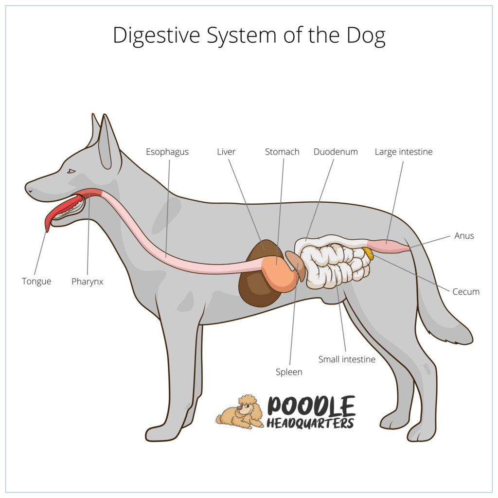 anatomy of a poodle's digestive system