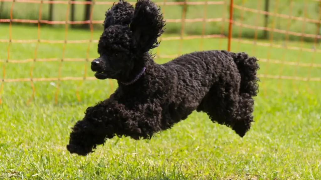 a black poodle jumping