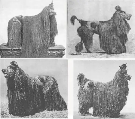 A Brief History Of Poodles