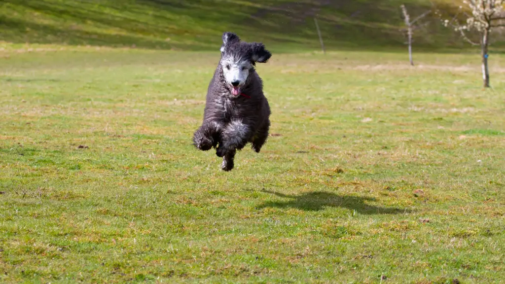 A Phantom Poodle Jumping