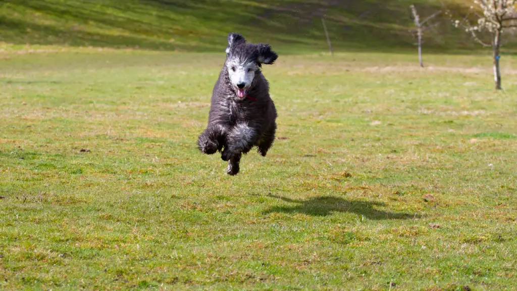 a phantom poodle jumping