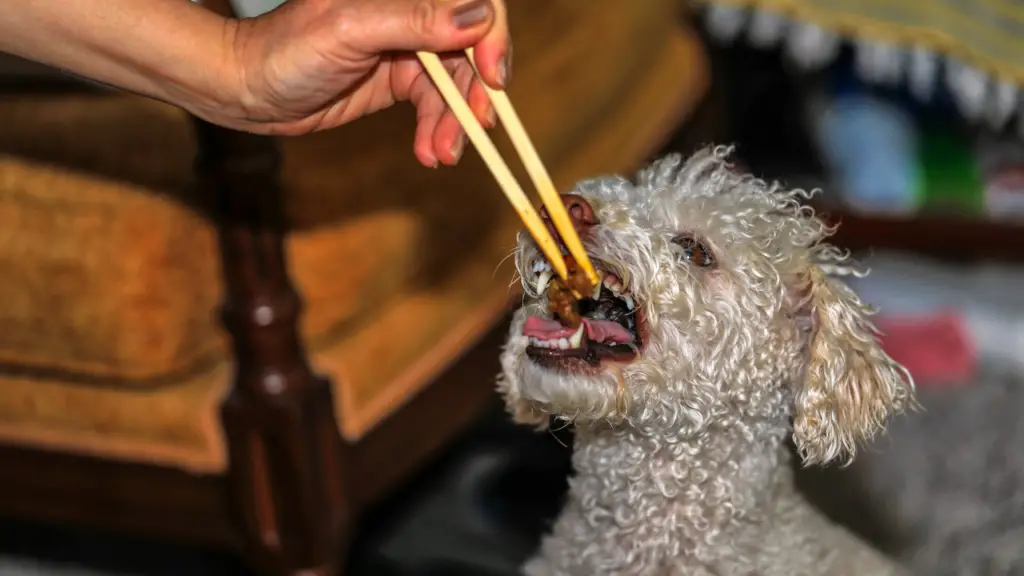 poodle eating