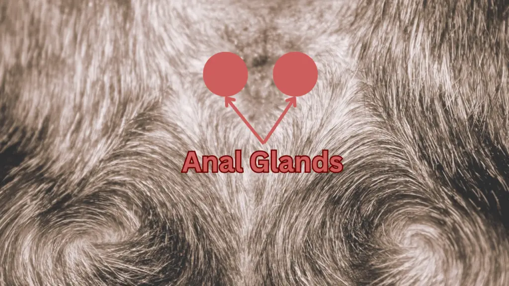 A Close Up Of A Dogs Begin With The Words Anal Glands.