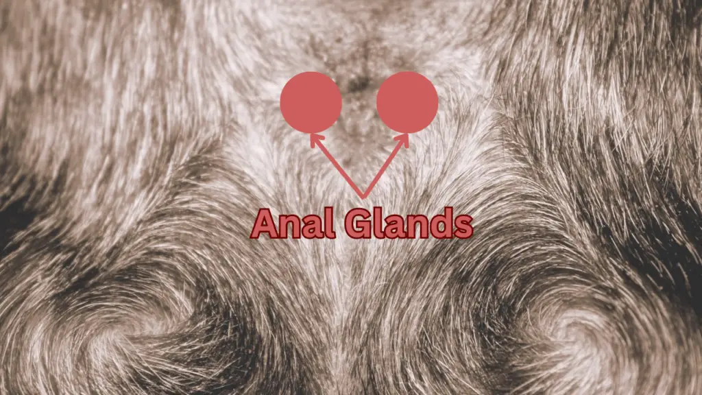 a close up of a dogs begin with the words anal glands.