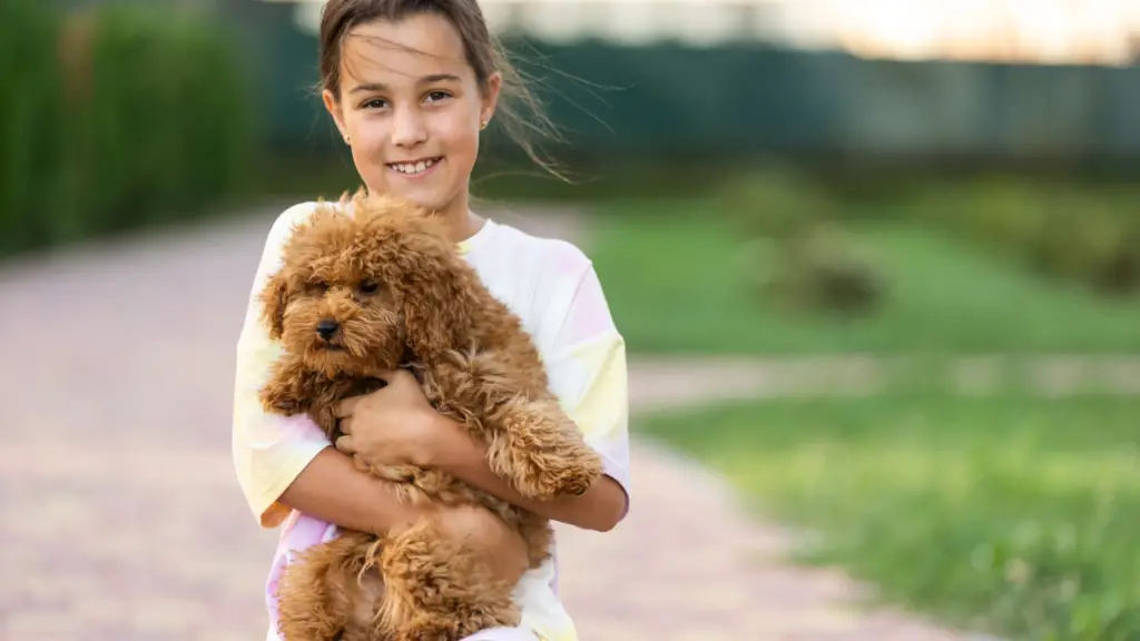 A Young Girl Holding A Brown Poodle In Her Arms.