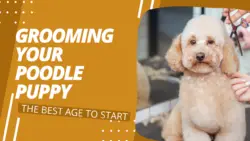 Grooming Your Poodle Puppy: The Best Age To Start