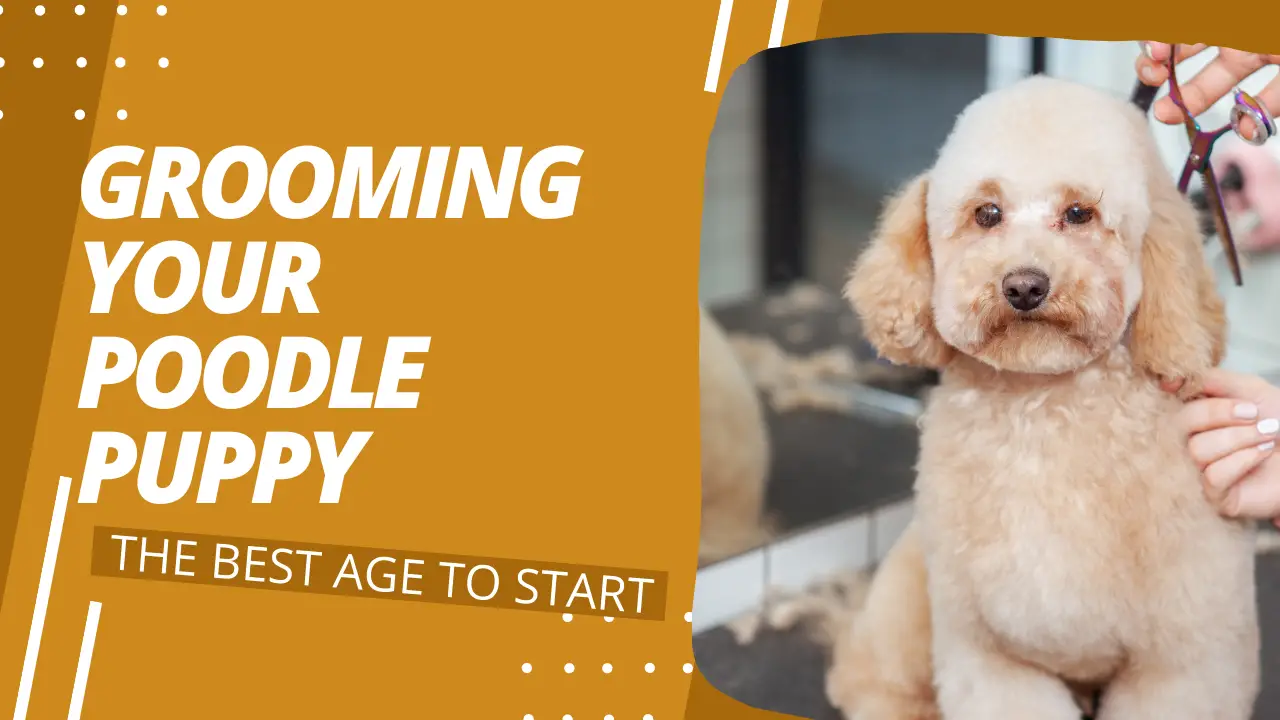 a poodle getting groomed by a person with a comb.