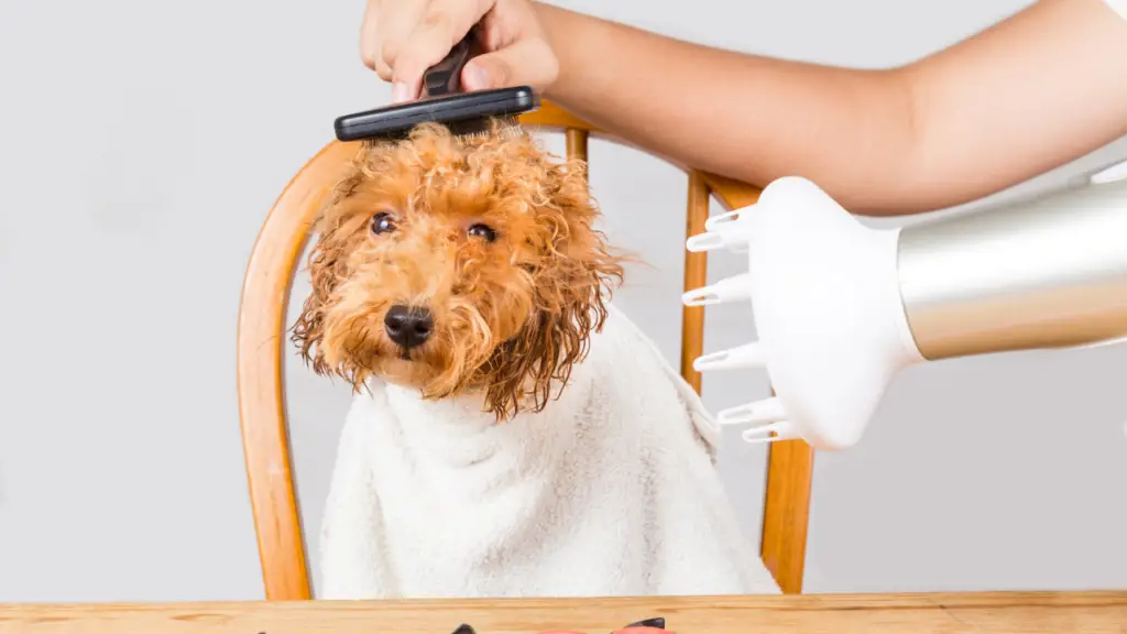 a poodle is getting his hair brushed by a woman.