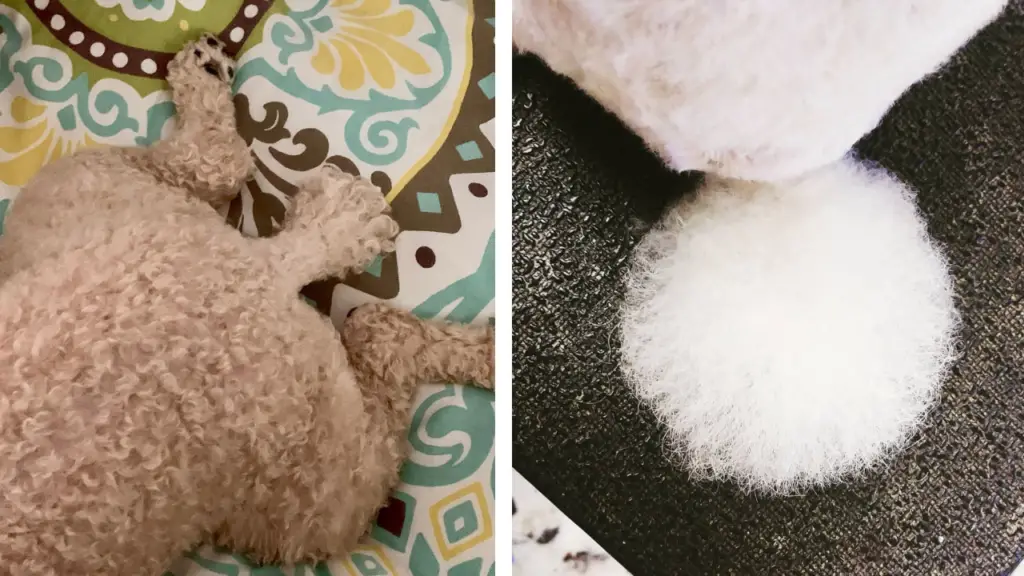 a poodle laying on top of a rug.