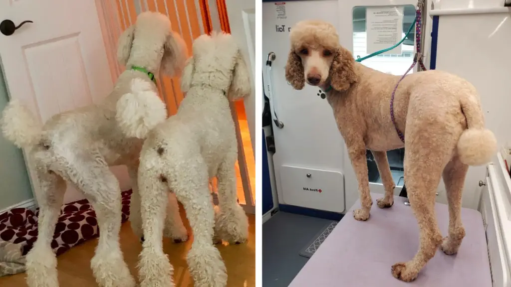 Two Pictures Of A Poodle Standing On A Ramp.