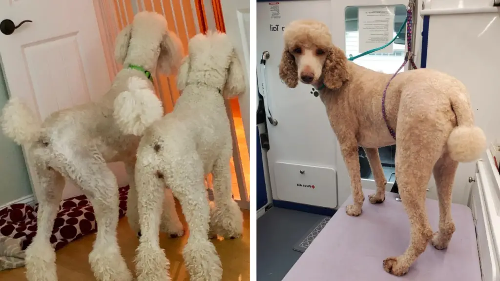 two pictures of a poodle standing on a ramp.