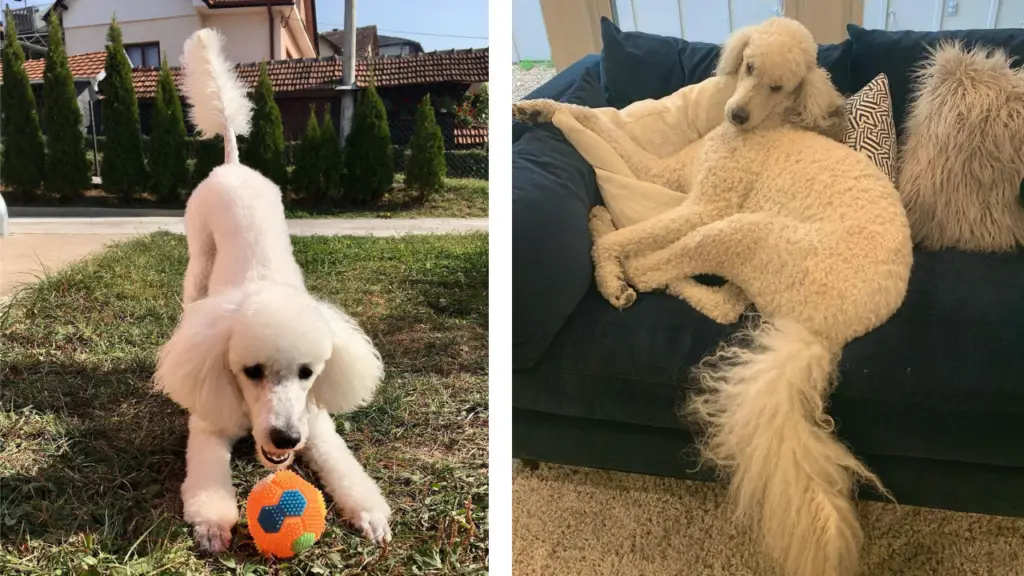 two pictures of a poodle playing with a ball.