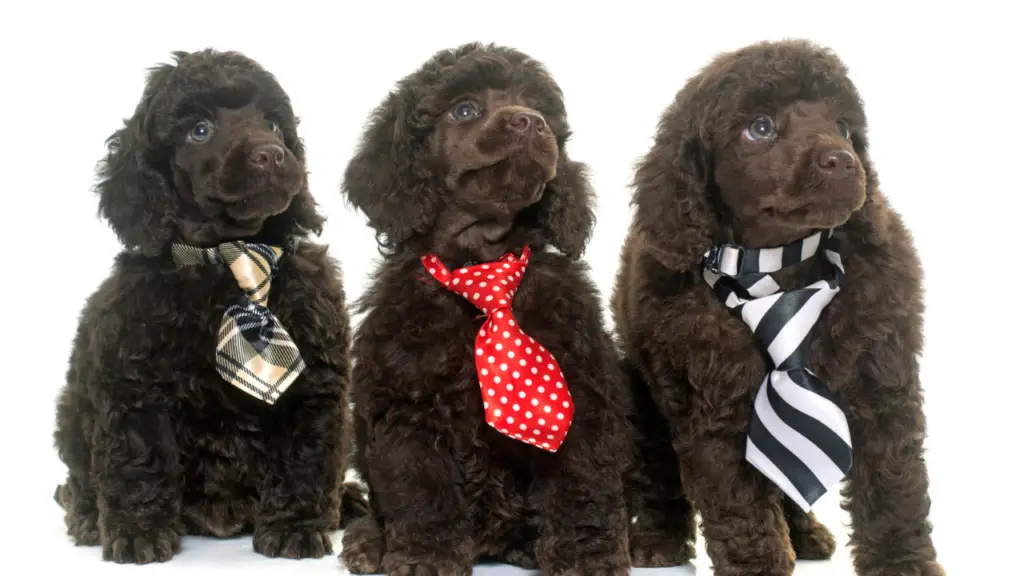 poodle puppies ready for a show