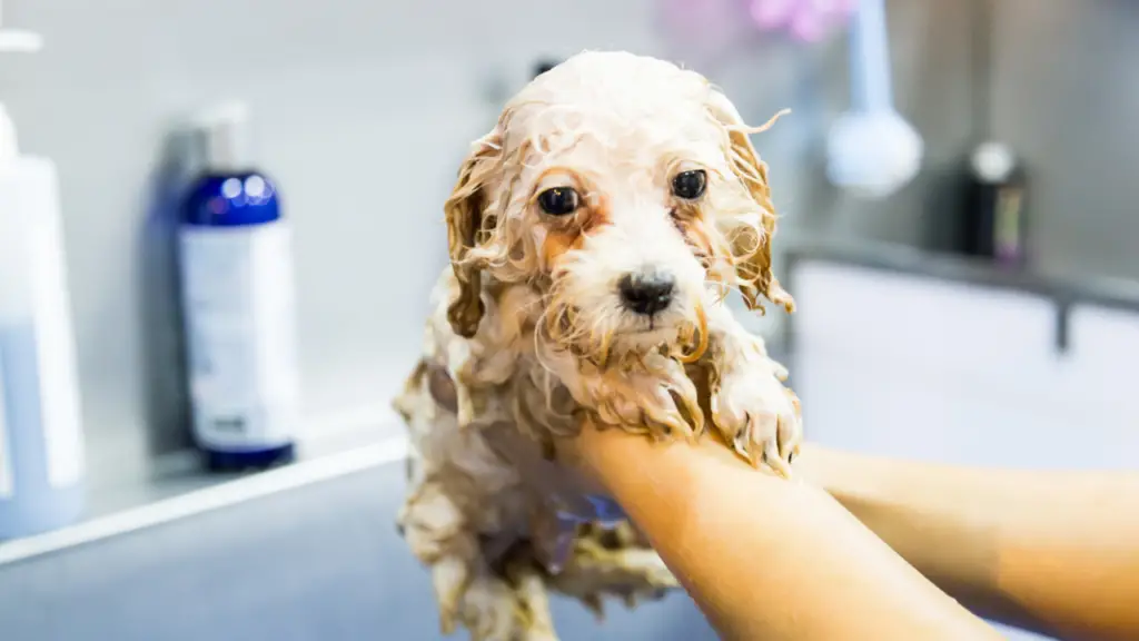 poodle puppy getting a bath