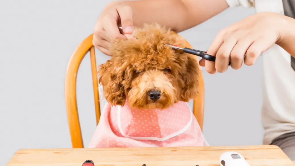 Trimming Poodle Puppys Hair