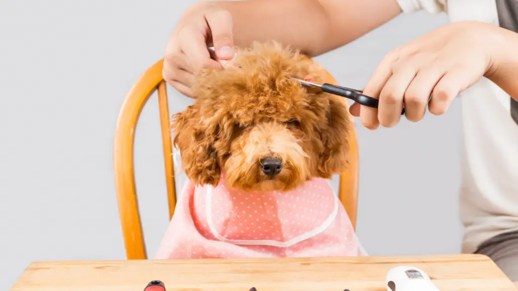 trimming poodle puppys hair