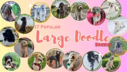 17 Popular Large Doodle Breeds