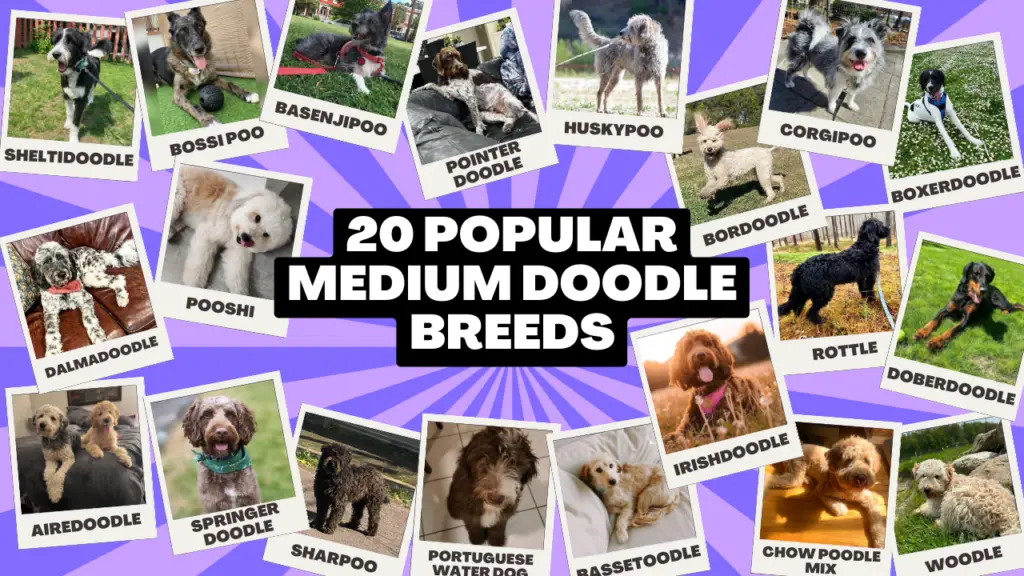 20 Popular Medium Doodle Breeds