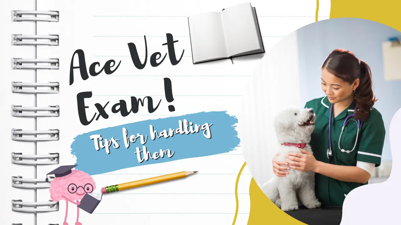 Ace Vet Exams_ Tips For Handling Them