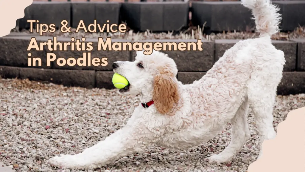 Arthritis Management In Poodles_ Tips &Amp; Advice