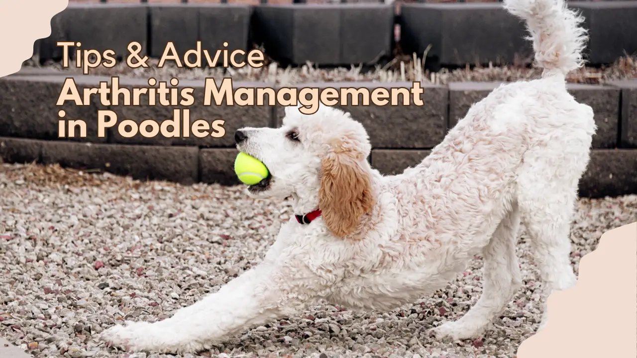 Arthritis Management In Poodles_ Tips &Amp;Amp; Advice