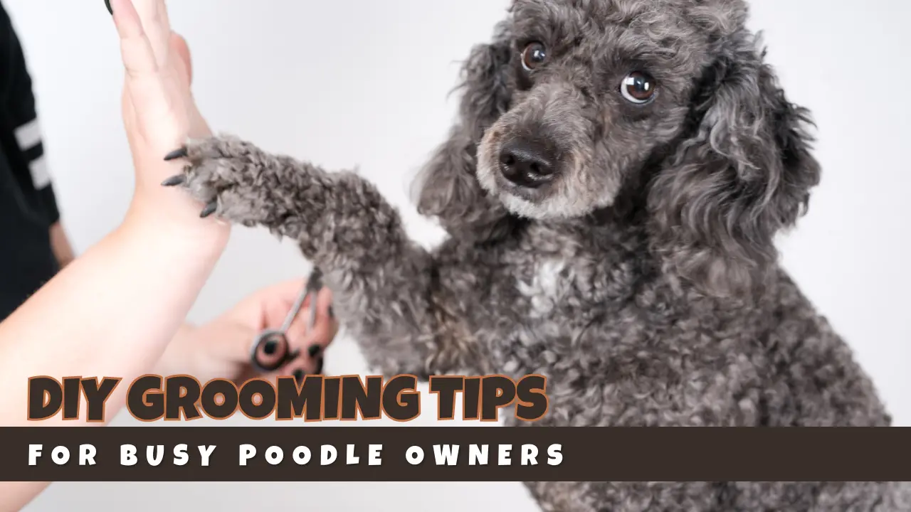 Diy Grooming Tips For Busy Poodle Owners