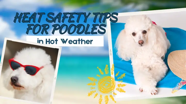 Heat Safety Tips For Poodles In Hot Weather