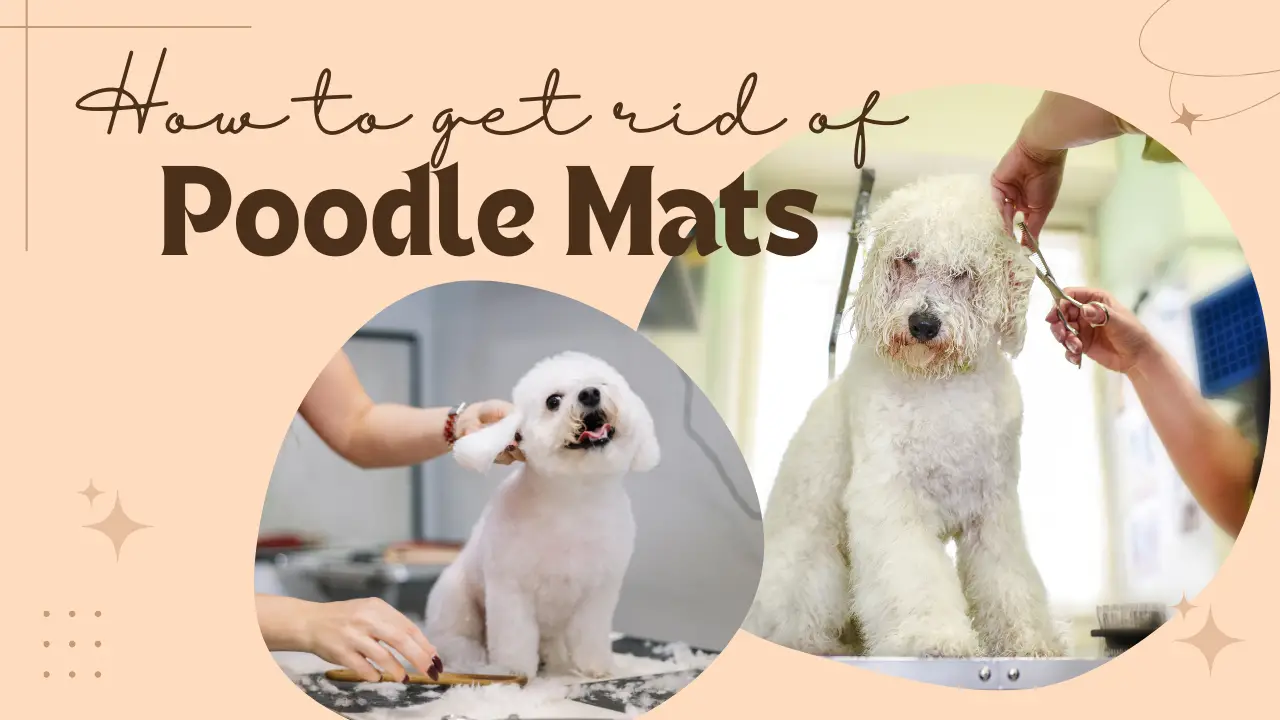 How To Get Rid Of Poodle Hair Mats
