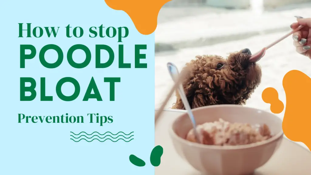 How To Stop Bloat In Poodles_ Prevention Tips