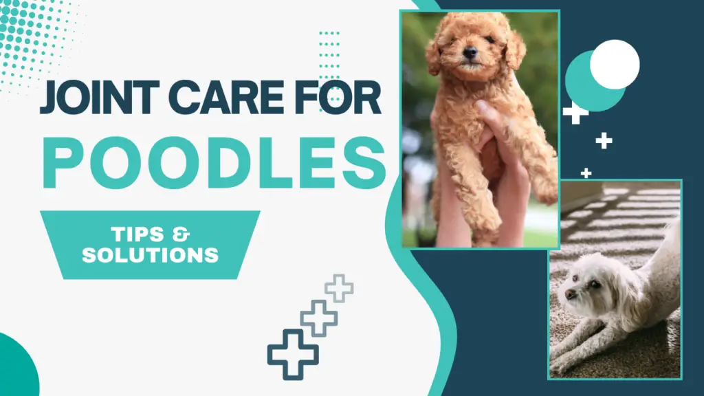 Joint Care For Poodles_ Tips &Amp; Solutions