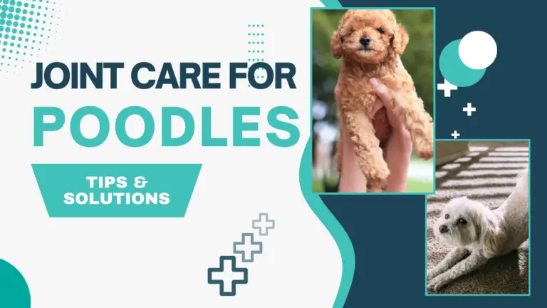 Joint Care For Poodles_ Tips &Amp;Amp; Solutions