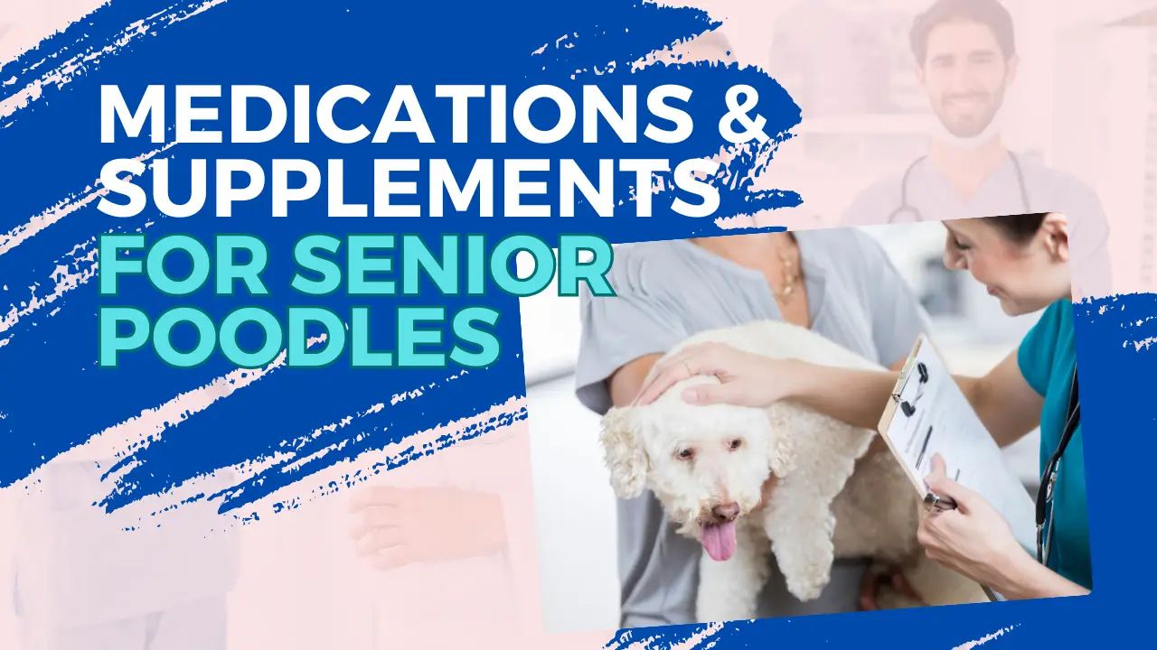 Medications &Amp;Amp; Supplements For Senior Poodles