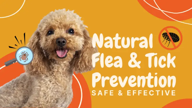Natural Flea &Amp;Amp; Tick Prevention_ Safe &Amp;Amp; Effective