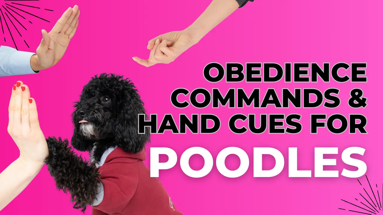 Obedience Commands &Amp;Amp; Hand Cues For Poodles