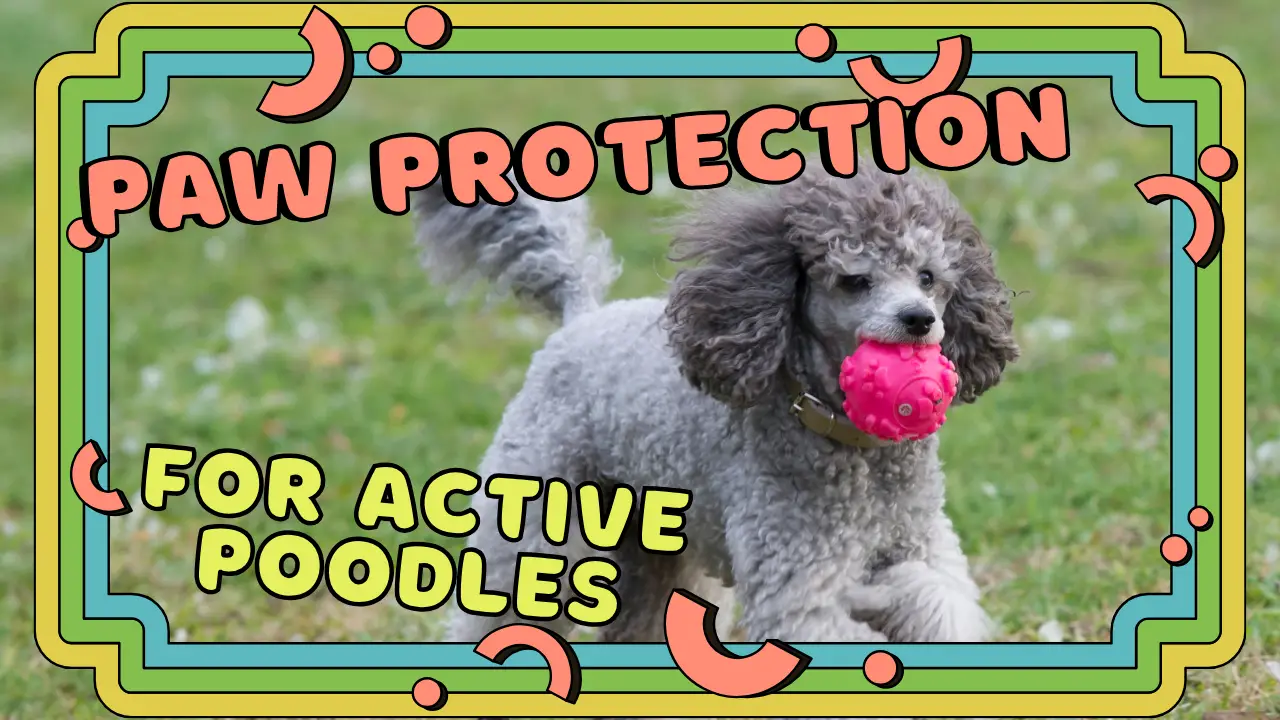 Paw Protection For Active Poodles - Keep Paws Safe!