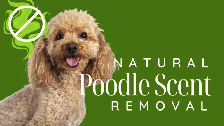 Remove Poodle Odor Naturally