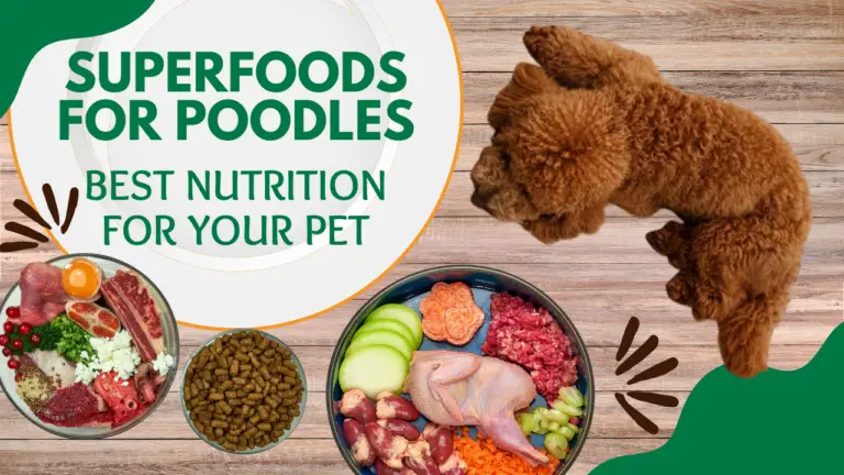 Superfoods For Poodles_ Best Nutrition For Your Pet